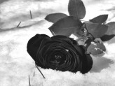 The Black  Rose