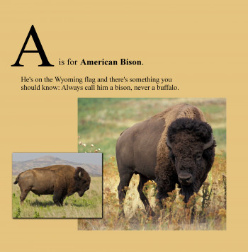 A is for American Bison.