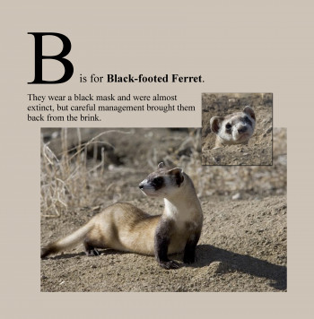 B is for Black-Footed Ferret